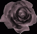 /album/fotogaleria/v-ruz-gif/